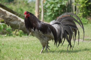 Blue Sumatra Rooster