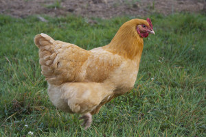 Backyard chicken zone Orpington Chicken