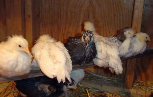 Backyard chicken zone - chickens on perch