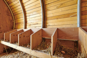 Backyard chicken zone - nesting boxes