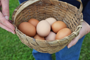 Basket of eggs Medium