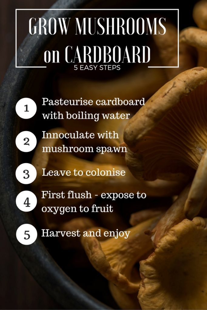 How to Grow Oyster Mushrooms on Cardboard Backyard Chicken Zone