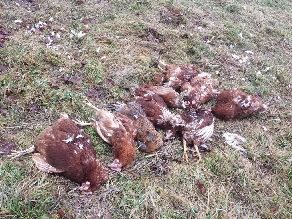 Jodie - chickens killed by predator