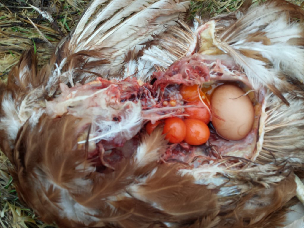 Jodie - close up of eaten chicken