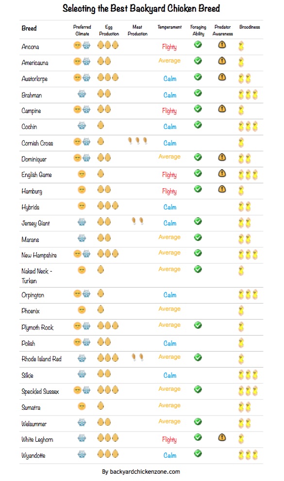 Selecting the best backyard chicken breed