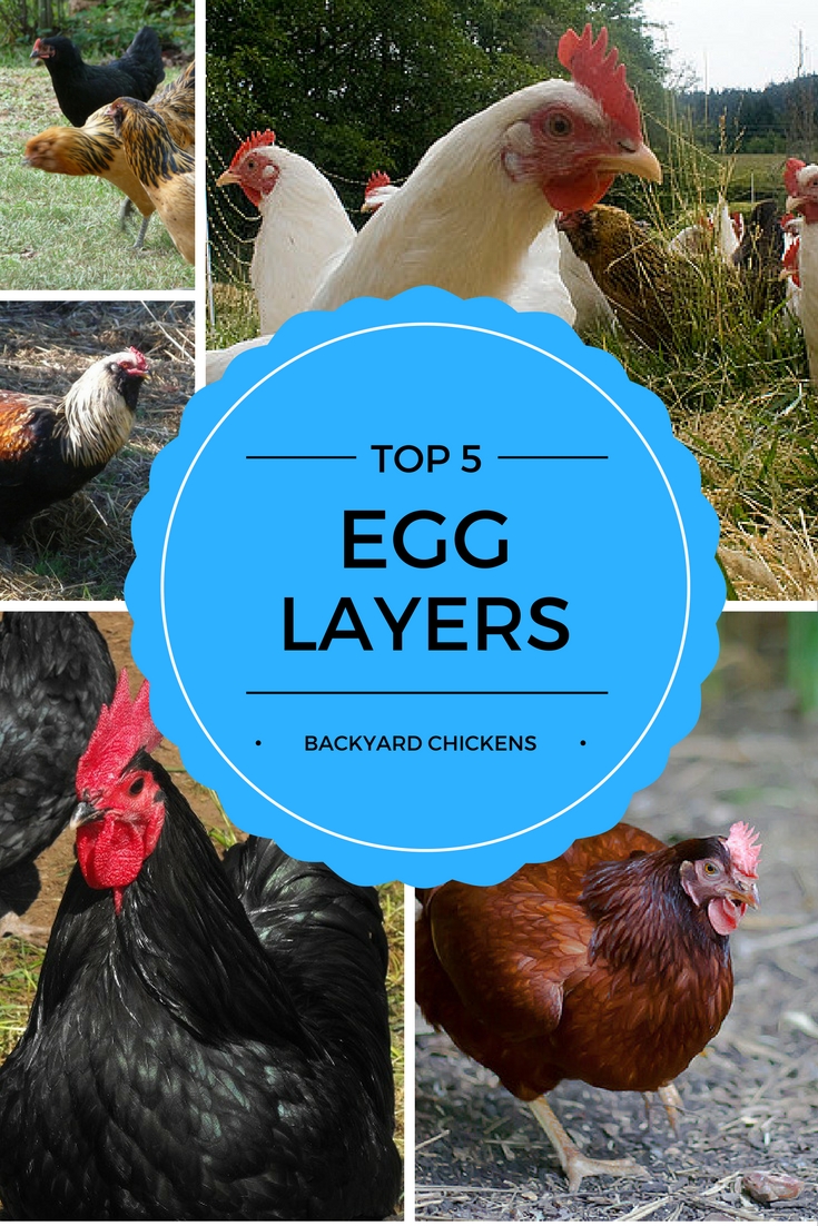 TOP 5 EGG LAYING Chicken Breeds