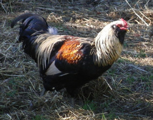 backyard chicken zone - Ameraucana breed