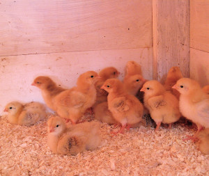 backyard chicken zone - baby chickens