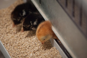 backyard chicken zone - baby chickens feeding