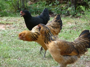 backyard chicken zone - black star