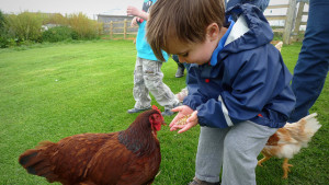 backyard chicken zone - boy feeding chicken