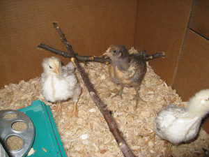 Perch installed in simple chicken brooder