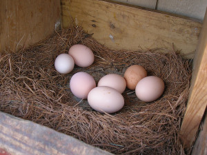 backyard chicken zone - chicken eggs in nesting box