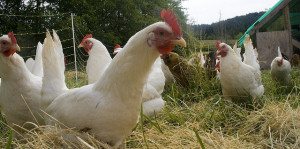 backyard chicken zone - chickens free ranging