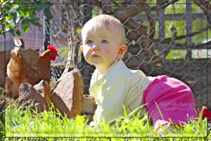 backyard chicken zone - infant crawling with chickens