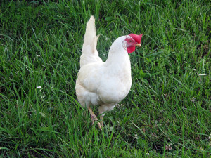 backyard chicken zone - leghorn breed