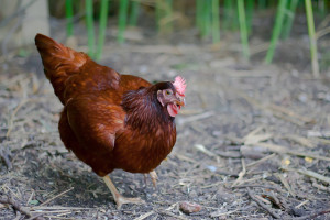 backyard chicken zone - rhode island red