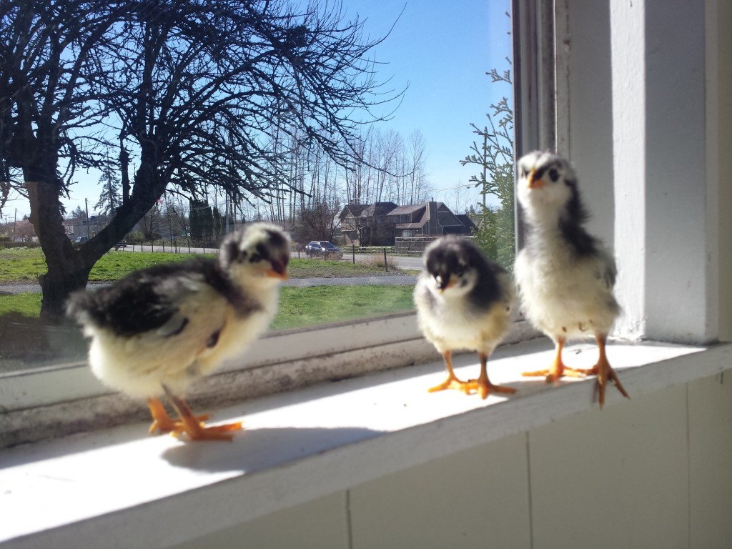 Alpineblossom chicken chicks 2 Backyard Chicken Zone